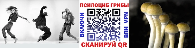 закладки  Палласовка  Псилоцибиновые грибы Psilocybe 